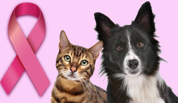 Câncer de mama também é comum em animais, alerta CFMV 