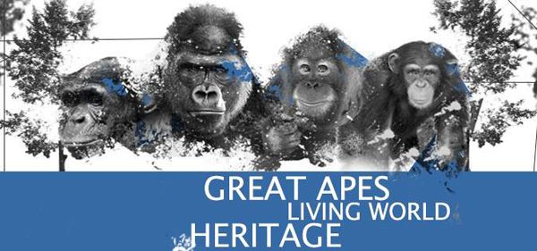 Projeto GAP Espanha/Internacional lança campanha "Grandes Primatas"