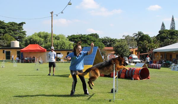 Etapa final da VII Copa CBA de Agility agita fim de semana em Itu