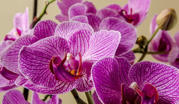 2ª Exposição e Venda de Orquídeas e Artesanato acontece em Salto