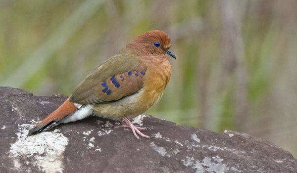 Após 75 anos, ave brasileira rara é redescoberta por pesquisadores