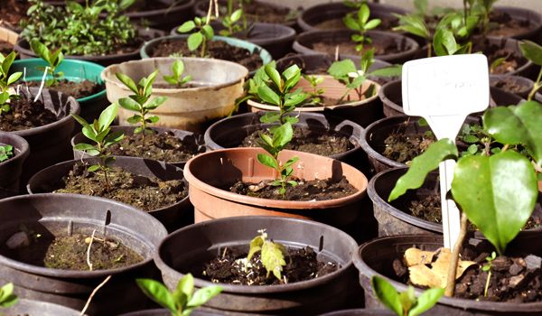 Oficina Agroflorestal acontecerá na região do Pirapitingui