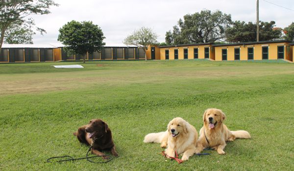 Clube de Cãompo celebra duas décadas hospedando cães em Itu