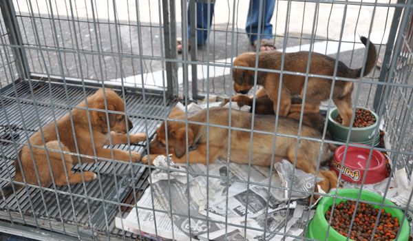 Centro de Zoonoses promove feira de adoção de cães e gatos