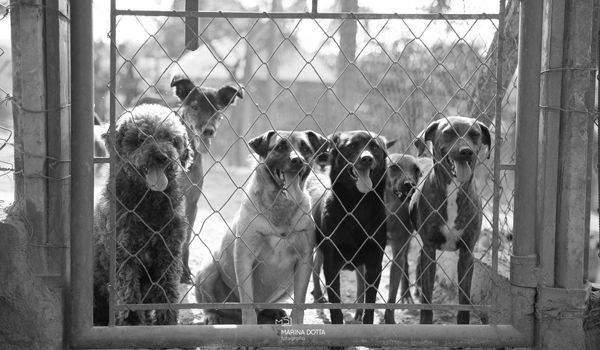 ASPA Itu está sem recursos financeiros para manter 400 cães