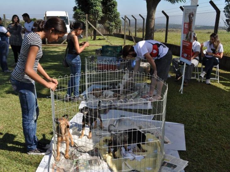 Feira de Adoção da ASPA será neste sábado no Plaza Shopping Itu