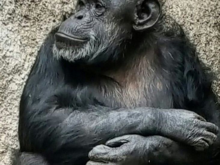Santuário em Sorocaba recebe chimpanzé libertada por Habeas Corpus