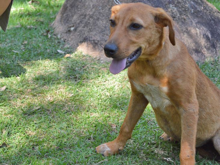Prefeitura de Salto realiza 2ª Campanha de Adoção com animais do canil
