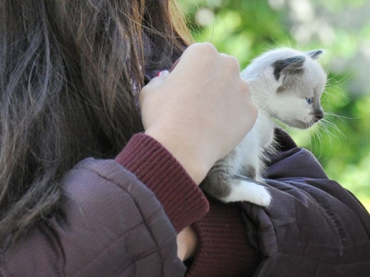 Campanha de adoção de animais ocorre neste sábado na Praça do Carmo