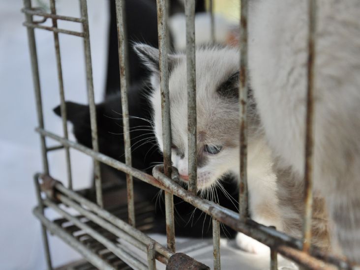 Campanha de Adoção de Animais será realizada no próximo sábado em Itu