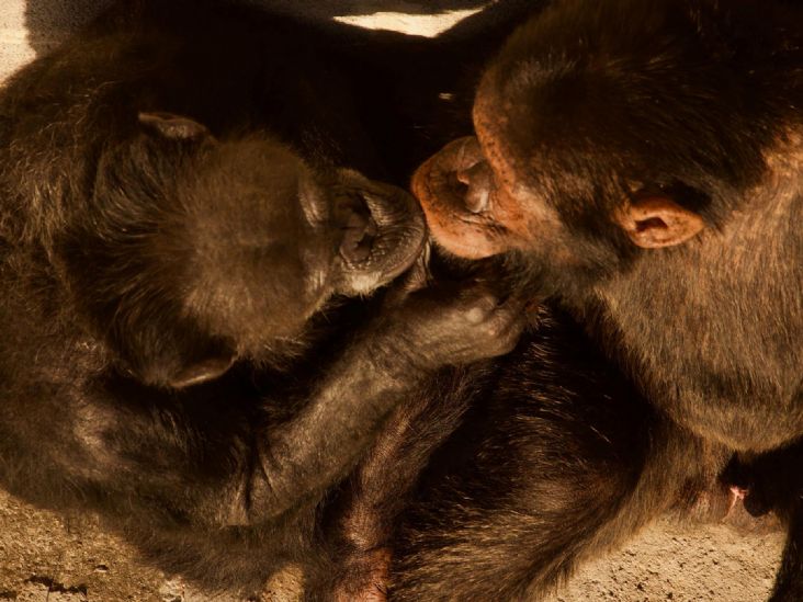 Chimpanzé libertada por Habeas Corpus já tem companheiro em santuário