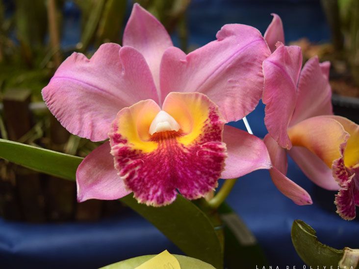45ª Exposição de Orquídeas de Sorocaba celebra a Primavera