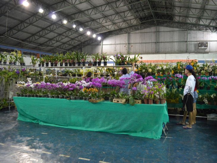 48ª Exposição Nacional de Orquídeas ocorre de 6 a 8 de outubro