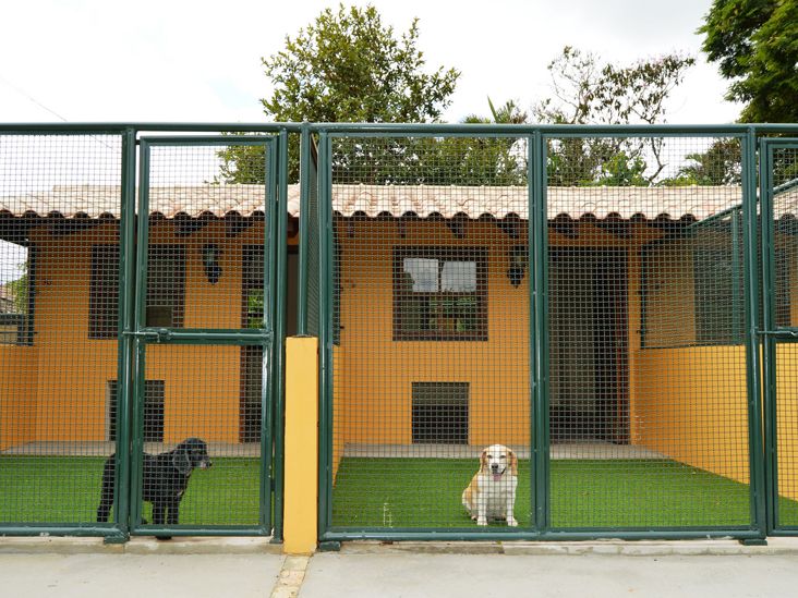 Clube de Cãompo oferece suítes de luxo para cães