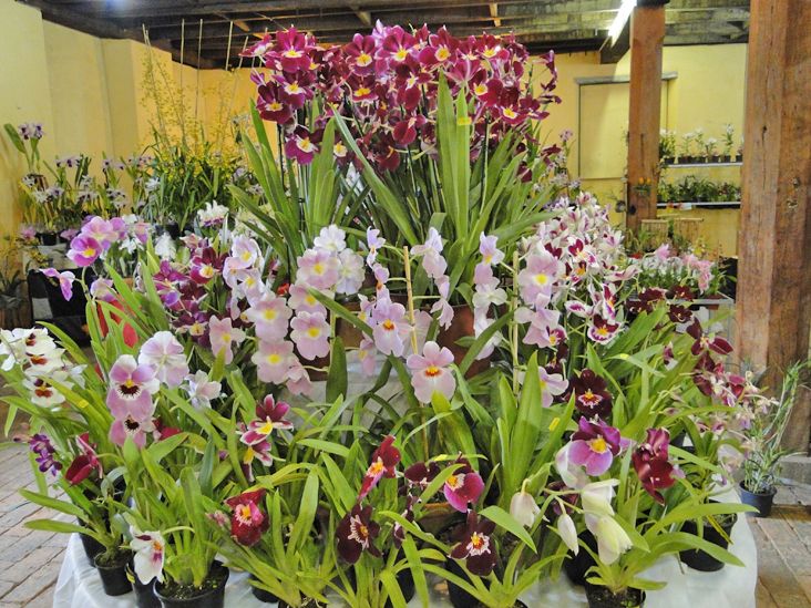 12ª Feira Orquídeas & Cultura será no feriado prolongado de novembro