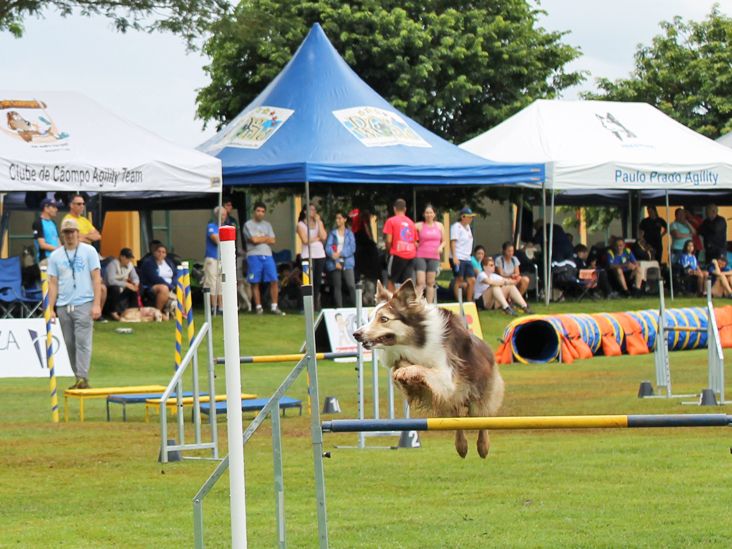 Clube de Cãompo sedia 7ª etapa da X Copa Paulista de Agility