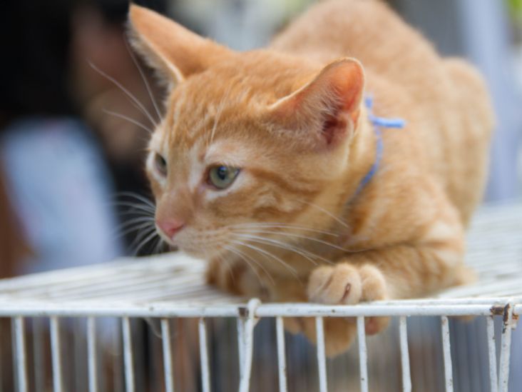 Sábado tem Campanha de Adoção de Animais Felinos e Caninos em Itu