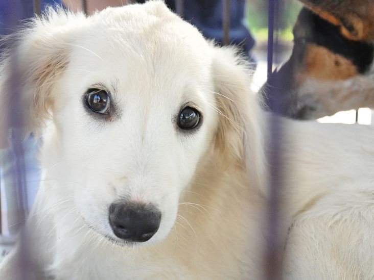 Campanha de adoção de felinos e caninos será na Praça do Carmo