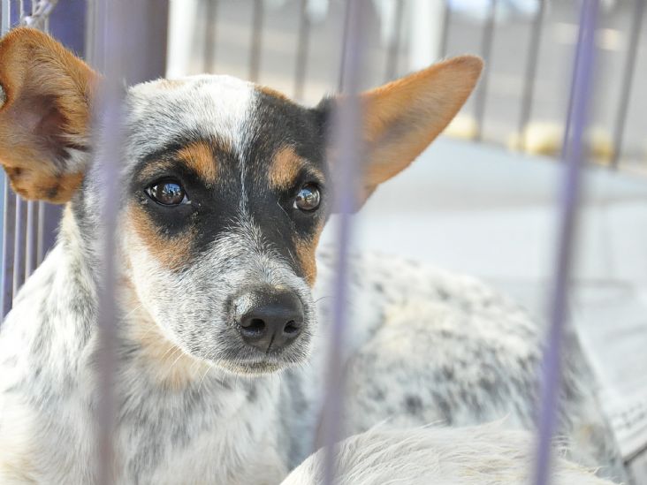 Itu terá Campanha de Adoção de Animais Felinos e Caninos neste sábado