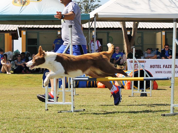 Abertura do Campeonato Brasileiro de Agility ocorre no Clube de Cãompo