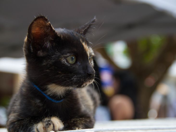 Campanha de Adoção de Animais nesse sábado é cancelada