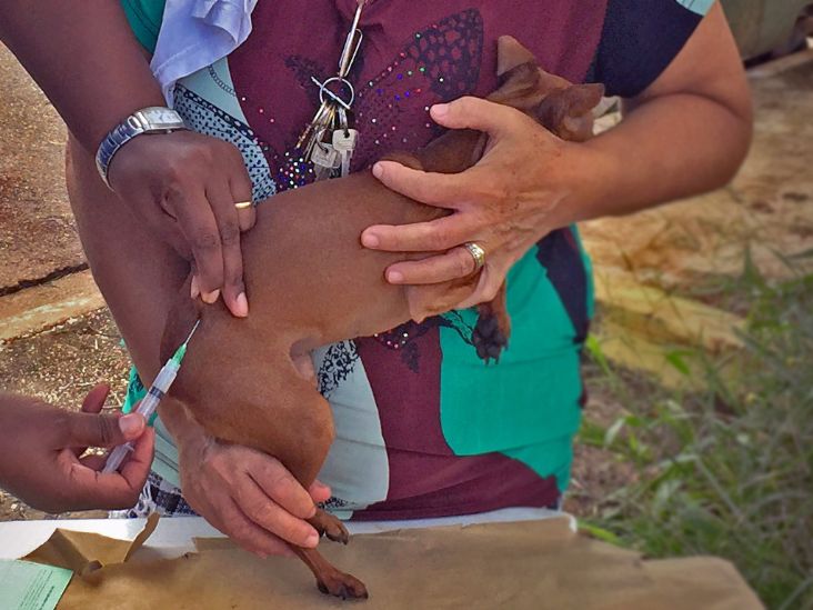 Campanha de Vacinação Antirrábica começa neste sábado em Itu