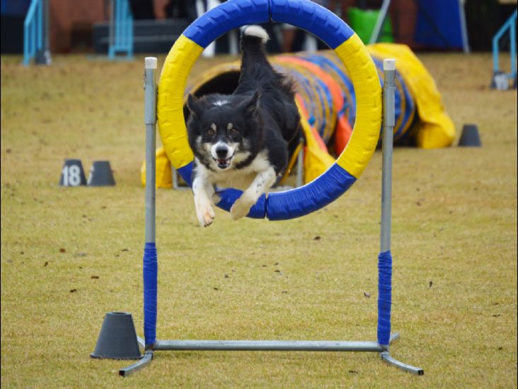 Atividades esportivas para cães ganham espaço no Brasil