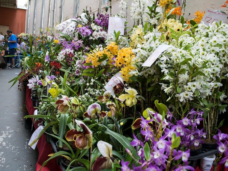 46ª Exposição de Orquídeas de Sorocaba ocorre em setembro