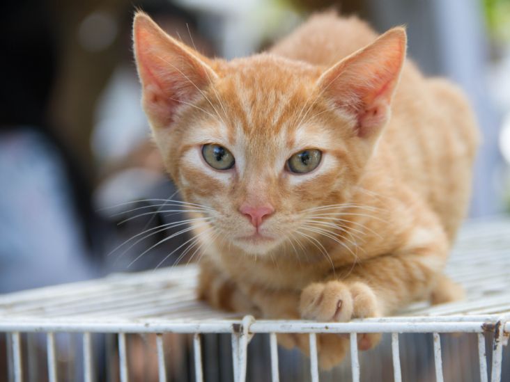 Campanha de Adoção de Animais em Itu ocorre neste sábado