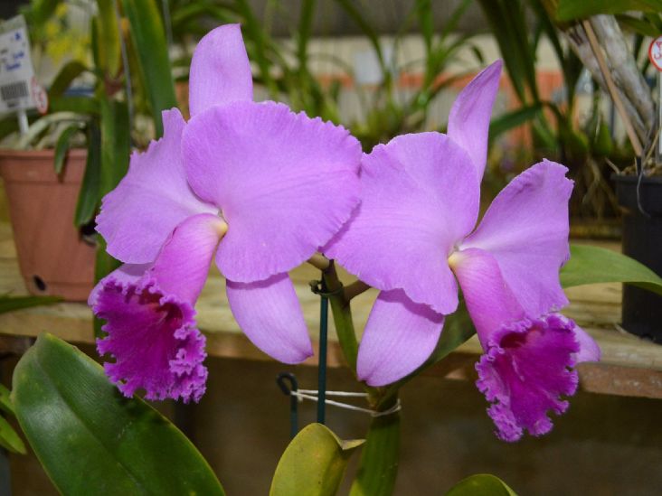 49º Exposição Nacional de Orquídeas de Salto tem início dia 12