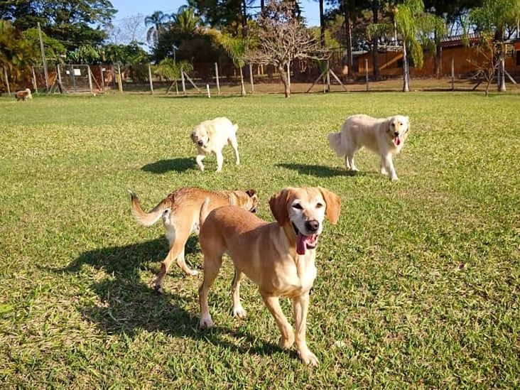 Evento reúne crianças, idosos e cães para celebrar São Francisco