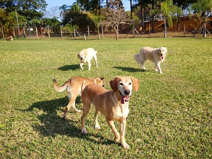 Evento reúne crianças, idosos e cães para celebrar São Francisco 