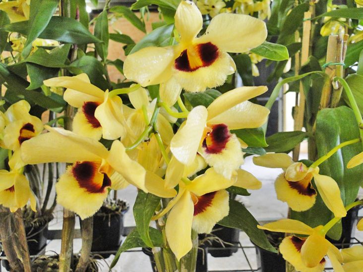 13ª Feira Orquídeas & Cultura ocorre em Itu no feriado prolongado