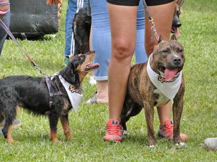 Neste domingo ocorre a 9ª edição da Cãominhada de Itu