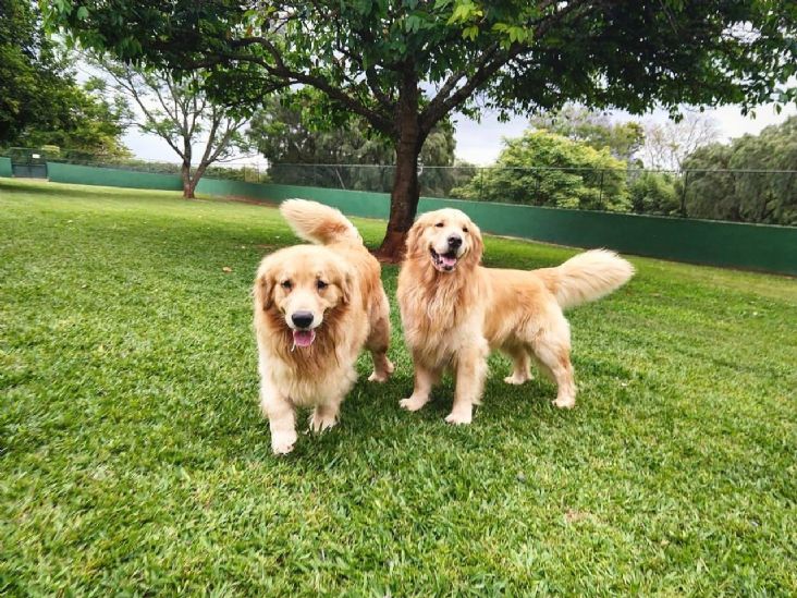 Clube de Cãompo comemora 22 anos hospedando cães em Itu