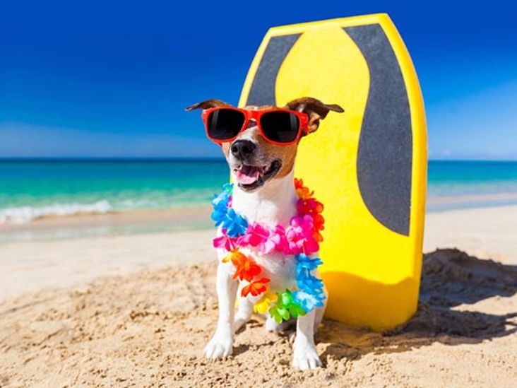 Viajar com o pet no verão exige cuidados, alerta CRMV-SP
