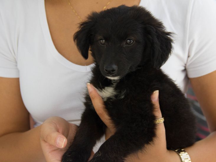 Sábado tem Campanha de Adoção de Felinos e Caninos em Itu