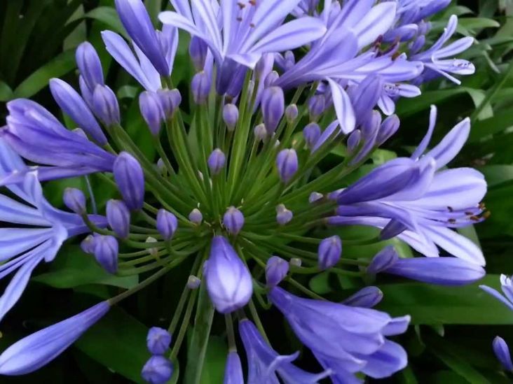 O doce sabor das flores roubadas