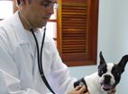 Dia do Médico Veterinário: vidas dedicadas aos animais 