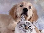 Imagem de: Ariza Pet Shop sorteia banho e tosa