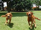 Imagem de: Clube de Cãompo sorteia day care