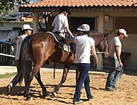 Equoterapia, uma mistura de saúde e esporte