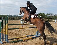 Tudo sobre cavalos em Itu...