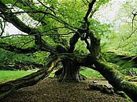 ÁRVORE HORNBEAM 