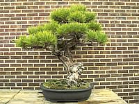 Bonsai