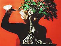 Técnicas de Crescimento do Bonsai
