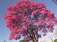 Dia Estadual de Plantio de Árvores Nativas é Lei