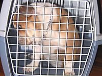 Transporte de animais em diferentes meios