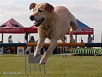 Etapa do Paulista de Agility será nesse domingo