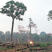 Ameaça ao código florestal